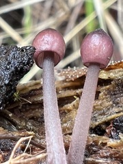 Mycena purpureofusca