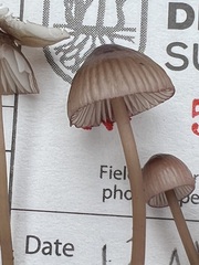 Mycena purpureofusca