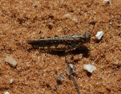 Pycnostictus seriatus