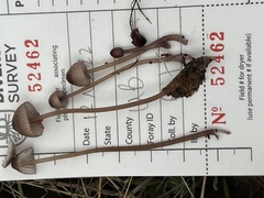 Mycena purpureofusca