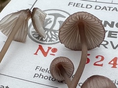 Mycena purpureofusca