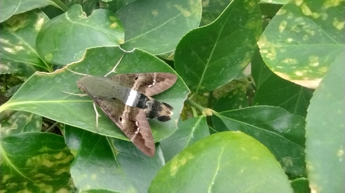 Clavipes Sphinx photo 5