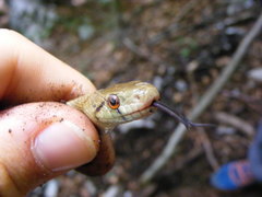 Zamenis lineatus