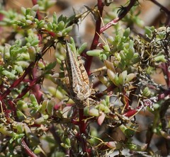 Pycnostictus seriatus