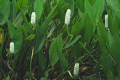 Pontederia reflexa