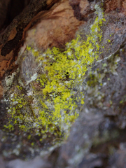 Chrysothrix candelaris