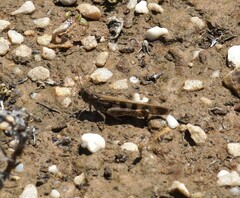 Chortoicetes terminifera