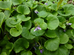 Viola hederacea