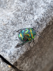 Poecilocoris splendidulus