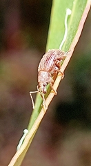 Phlyctinus callosus