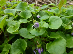 Viola hederacea