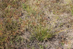 Cyperus rigidellus