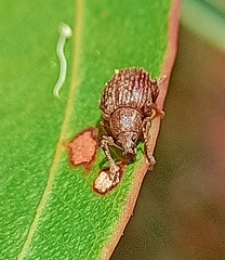 Phlyctinus callosus