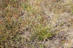 Cyperus rigidellus