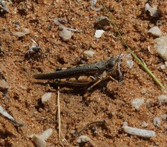 Pycnostictus seriatus