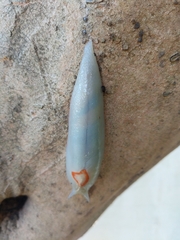 Triboniophorus graeffei