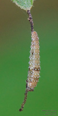 Anaea aidea