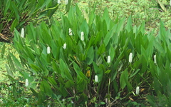 Pontederia reflexa
