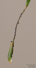 Anaea aidea