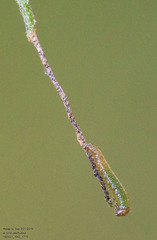 Anaea aidea