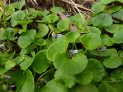 Viola hederacea
