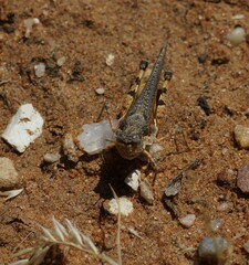 Pycnostictus seriatus