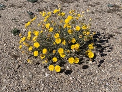 Baileya multiradiata
