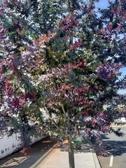 Euphorbia cotinifolia