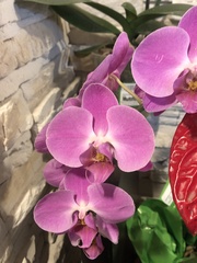 Vandoideae