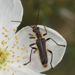 Chauliognathus obscurus