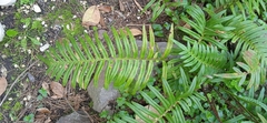 Sphaerostephanos taiwanensis
