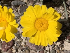 Baileya multiradiata