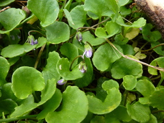Viola hederacea