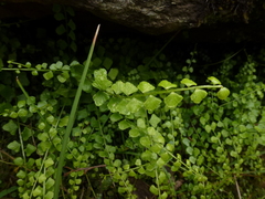 Asplenium flabellifolium