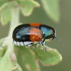 Megalostomis pyropyga