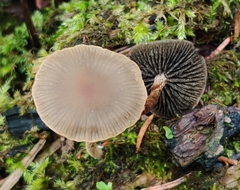 Panaeolus