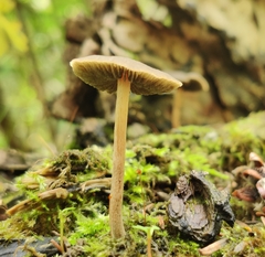 Panaeolus