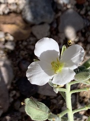 Nerisyrenia camporum