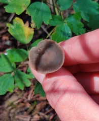 Panaeolus
