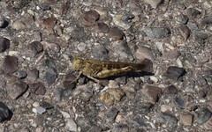 Chortoicetes terminifera