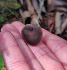 Panaeolus