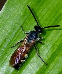 Campsomerinae