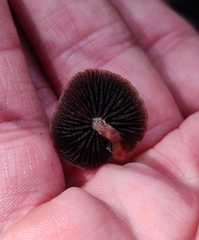 Panaeolus