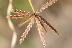 Cyperus rigidellus