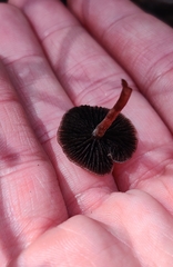 Panaeolus
