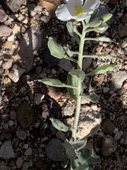 Nerisyrenia camporum