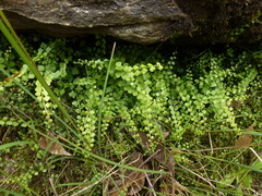 Asplenium flabellifolium