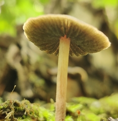 Panaeolus