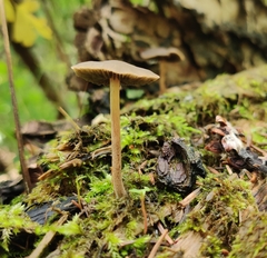 Panaeolus