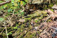 Panaeolus